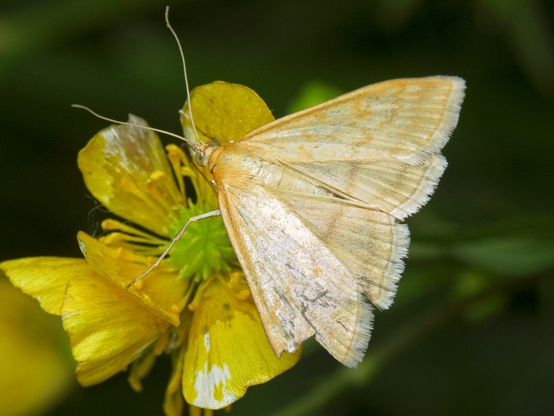 Sitochroa verticalis (Linnaeus, 1758)
